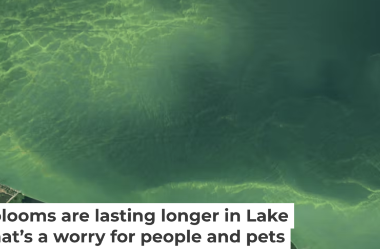 A satellite image from Aug. 13, 2024, shows an algal bloom covering approximately 320 square miles (830 square km) of Lake Erie. By Aug. 22, it had nearly doubled in size. NASA Earth Observatory